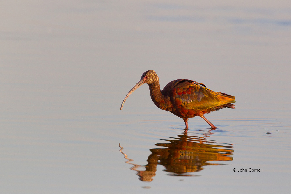 Feeding Behavior;Ibis;One;Plegadis chilhi;White-faced Ibis;avifauna;bird;birds;color image;color photograph;feather;feathered;feathers;feeding;foraging;natural;nature;outdoor;outdoors;wild;wilderness;wildlife